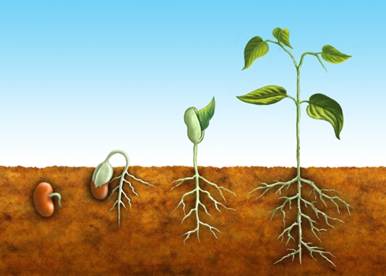 Quando faço plantio de sementes, elas quase sempre morrem; qual o problema? - 09/06/2011 - UOL Casa e Imóveis - Tire suas Dúvidas - Jardinagem
